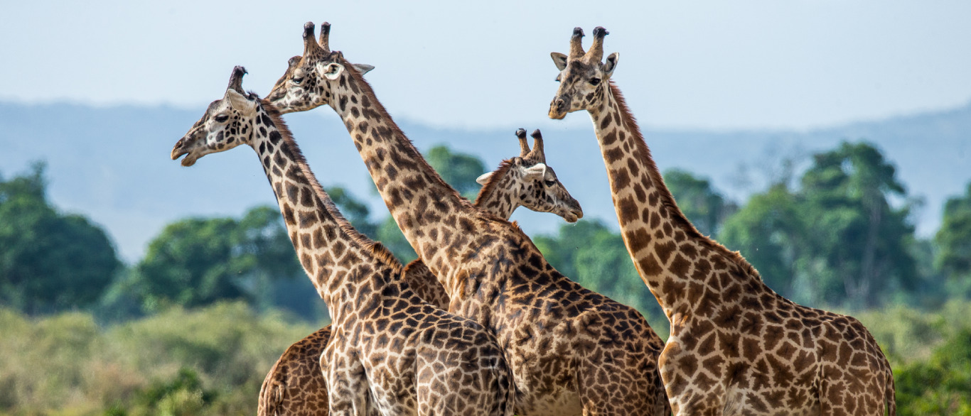 Serengeti Banner